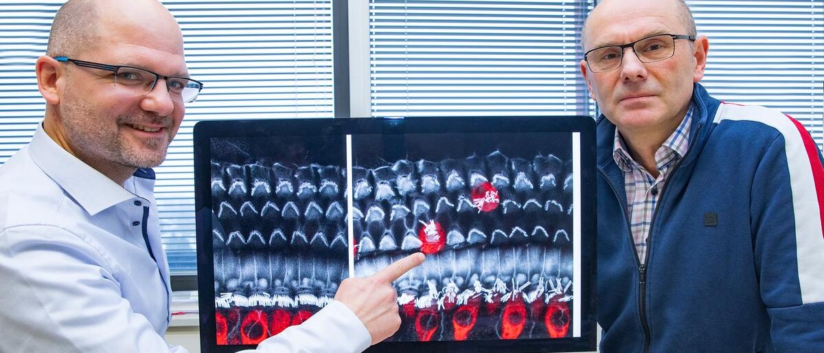 Dr. Mark-Oliver Trowe (links) und Professor Dr. Andreas Kispert mit der Aufnahme von inneren (rot) und äußeren (grau) Haarsinneszellen aus dem Innenohr der Maus.