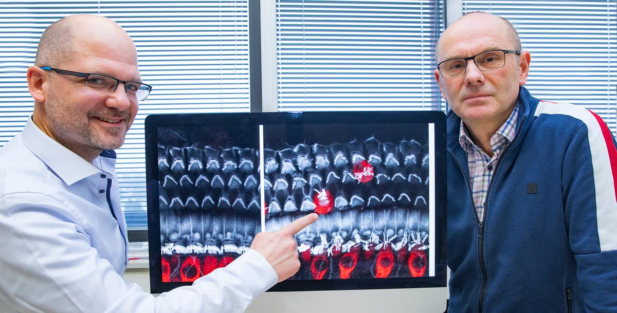 Dr. Mark-Oliver Trowe (links) und Professor Dr. Andreas Kispert mit der Aufnahme von inneren (rot) und äußeren (grau) Haarsinneszellen aus dem Innenohr der Maus.