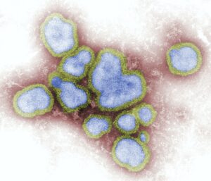 Virus in blau mit gelber Umrandung auf rotem Hintergrund.
