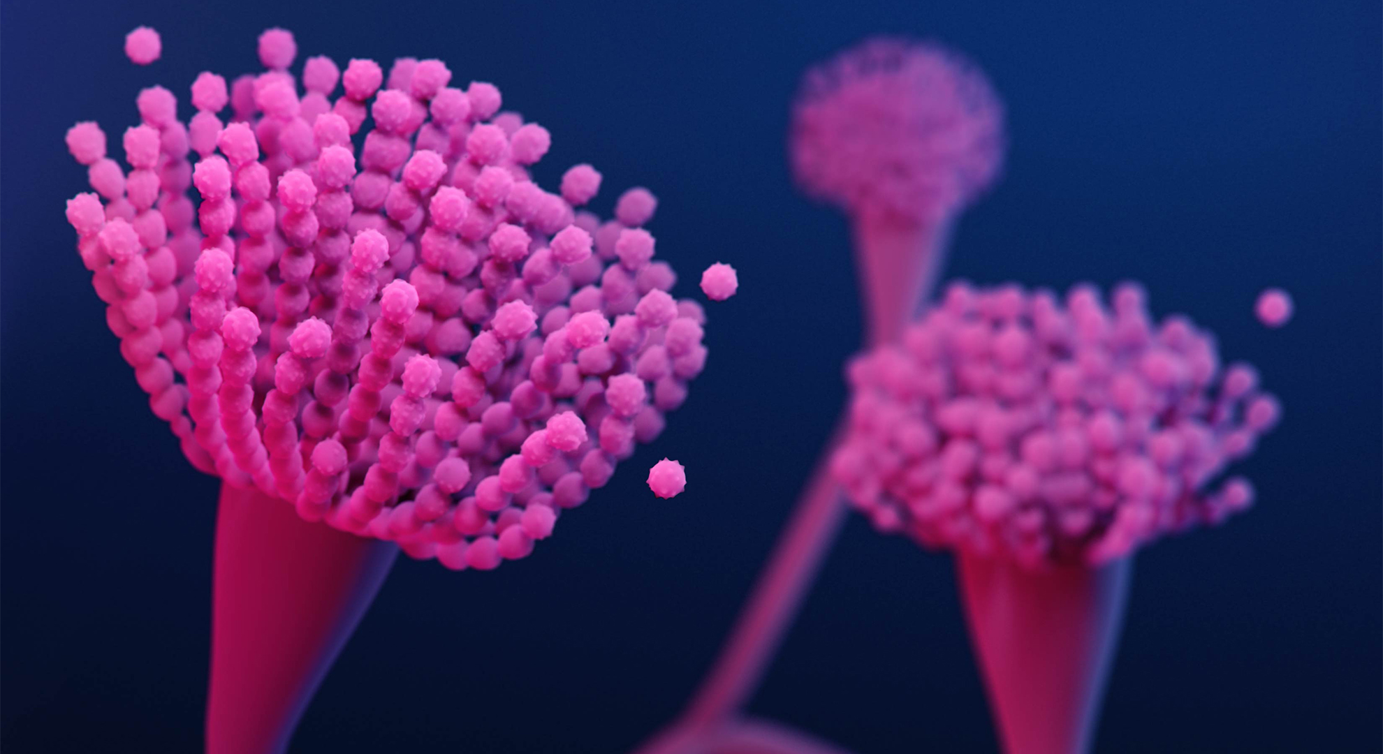 Medizinische Illustration des Pilzes Aspergillus fumigatus, in der Veröffentlichung der Centers for Disease Control and Prevention (CDC) mit dem Titel Antibiotic Resistance Threats in the United States