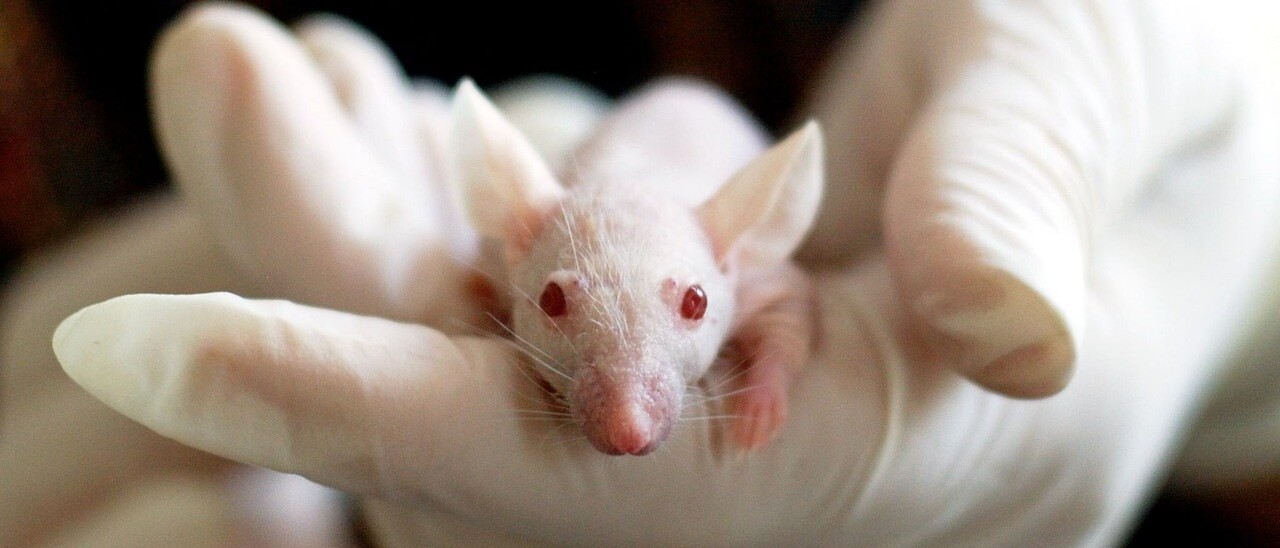 Ein Ratte wird von zwei Händen in Gummihandschuhen festgehalten.