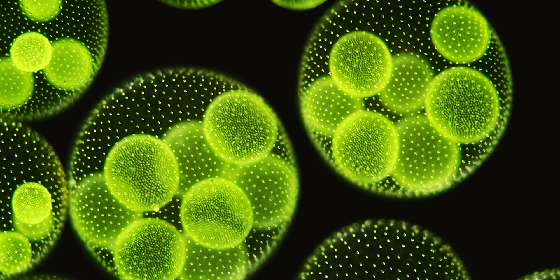 Zellen: Volvox aureus im Dunkelfeld mit Tochterkolonien
