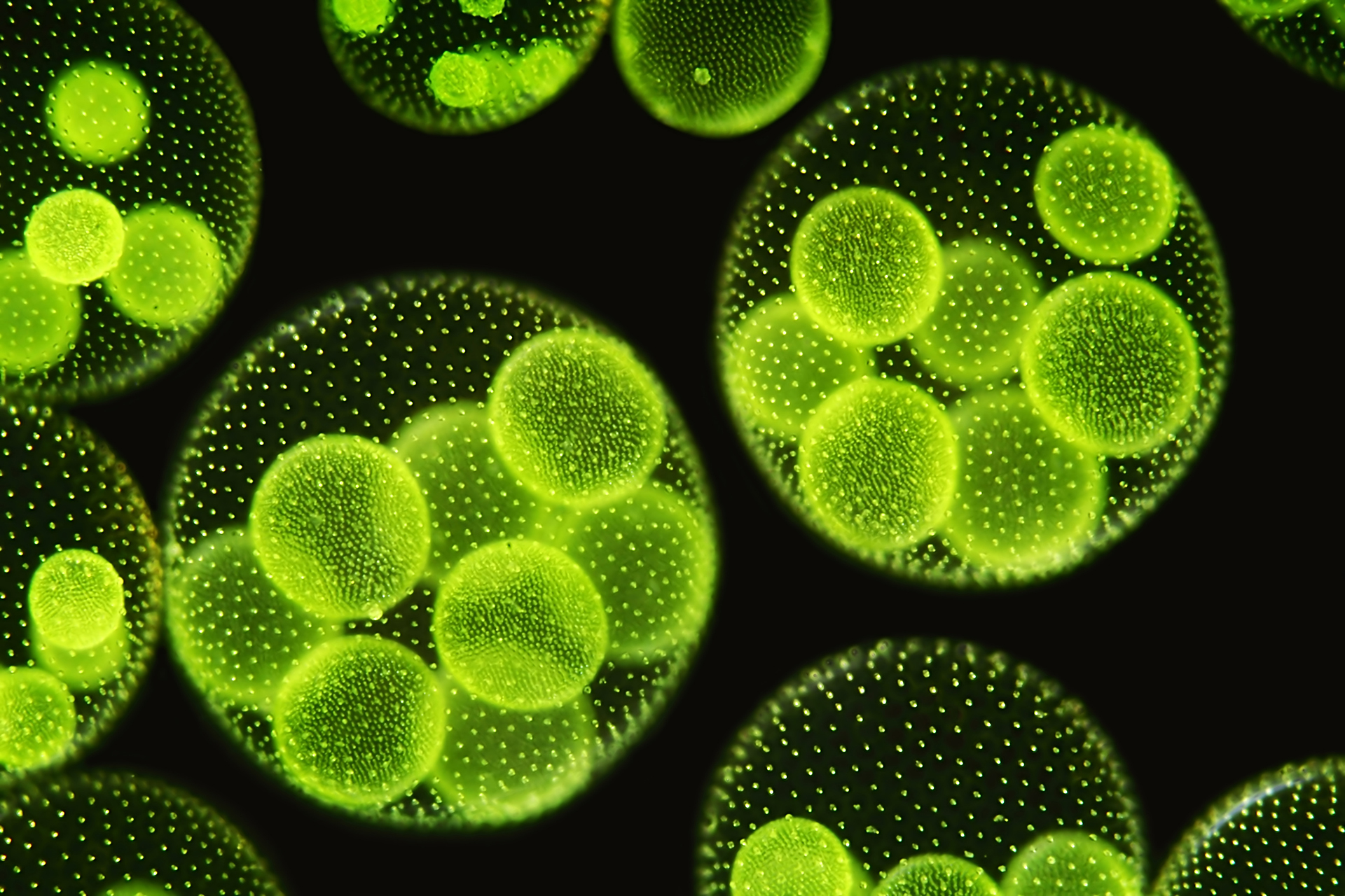 Zellen: Volvox aureus im Dunkelfeld mit Tochterkolonien