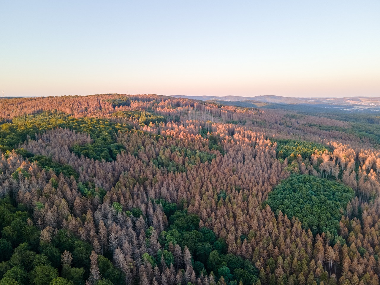 Luftaufnahme eines Waldes mit vielen braunen Bäumen